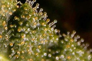 trichomes-are-collected-in-kief-catchers